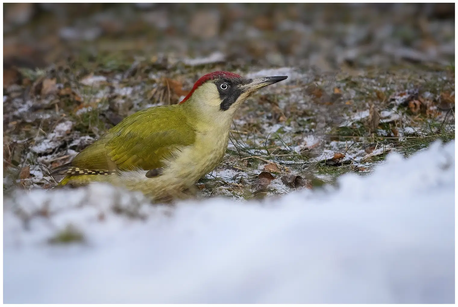 Pito Real