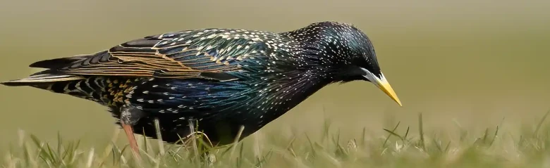 Estornino Pinto. Visto aquí buscando comida en una pradera. Brillo metálico azul verdoso y púrpura en el plumaje. Pico amarillo en verano.