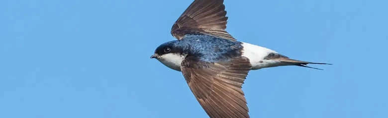 Avión Común. Visto aquí en vuelo. El fondo es azul cielo. Parte inferior blanca y blanca sobre la grupa. El dorso es negro azulado, mientras que las alas son marrón oscuro.