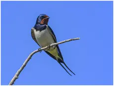 Golondrina Común