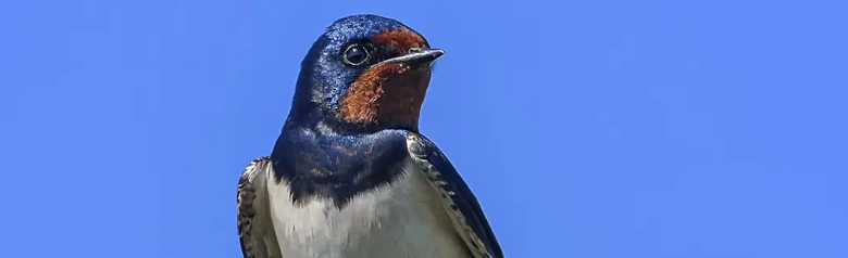 Golondrina Común. Sentado en una rama. Partes superiores azul-negro metálico, frente y mancha de la garganta rojo óxido. Plumas exteriores de la cola alargadas.