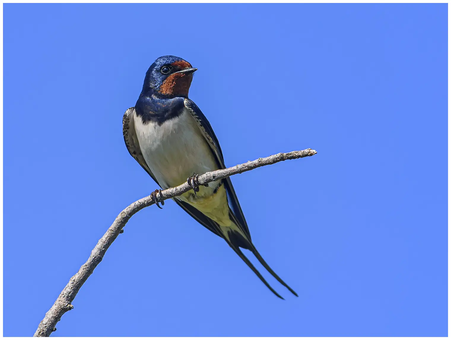 Golondrina Común. Sentado en una rama. Partes superiores azul-negro metálico, frente y mancha de la garganta rojo óxido. Plumas exteriores de la cola alargadas.