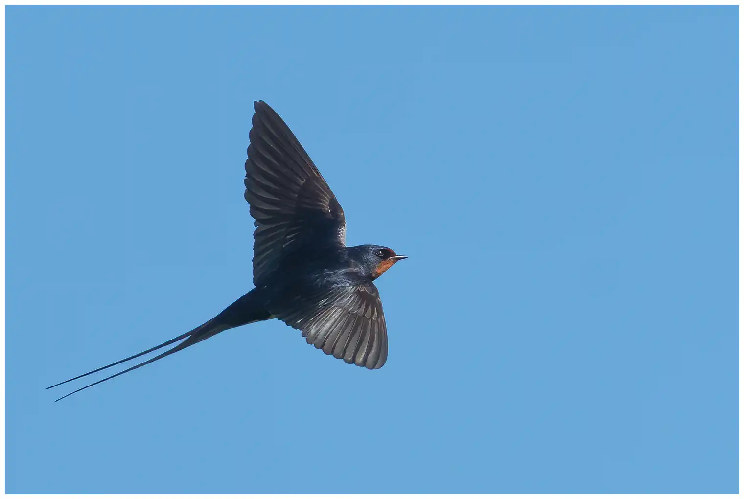 Golondrina Común