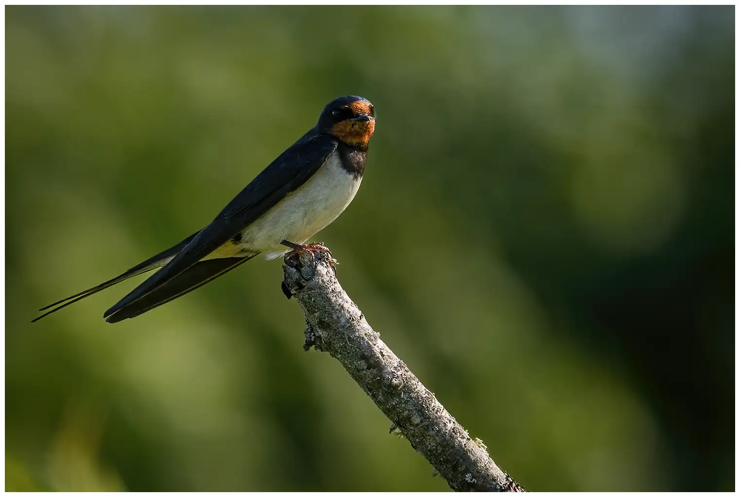 Golondrina Común