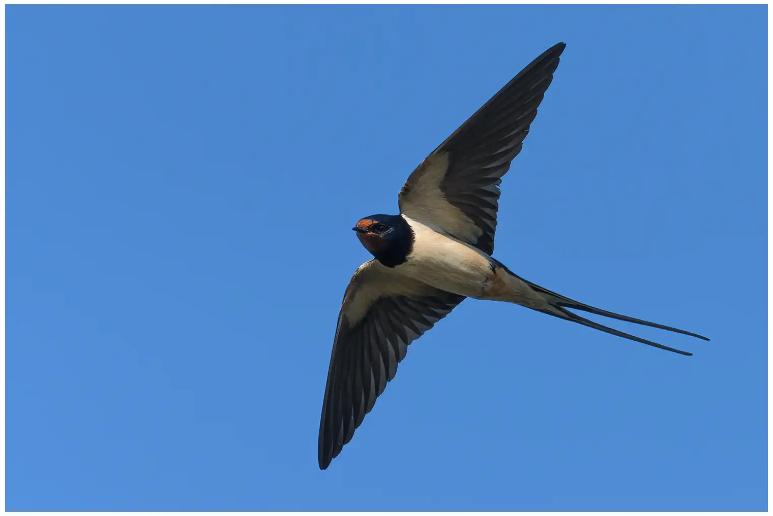 Golondrina Común