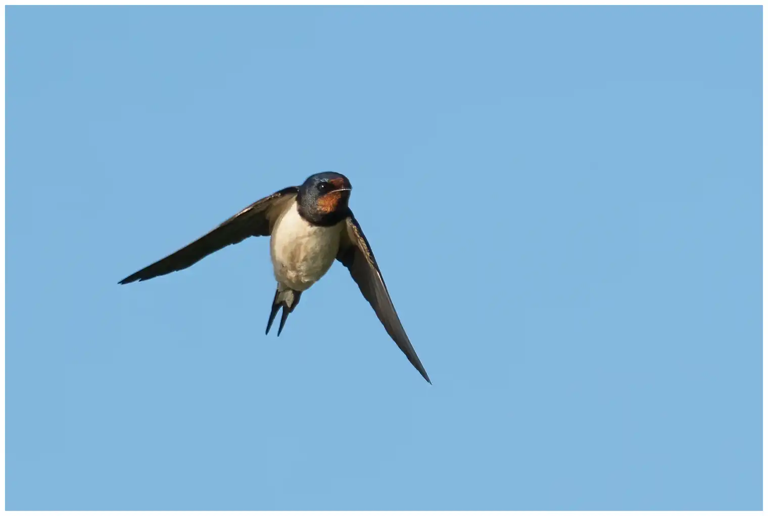 Golondrina Común