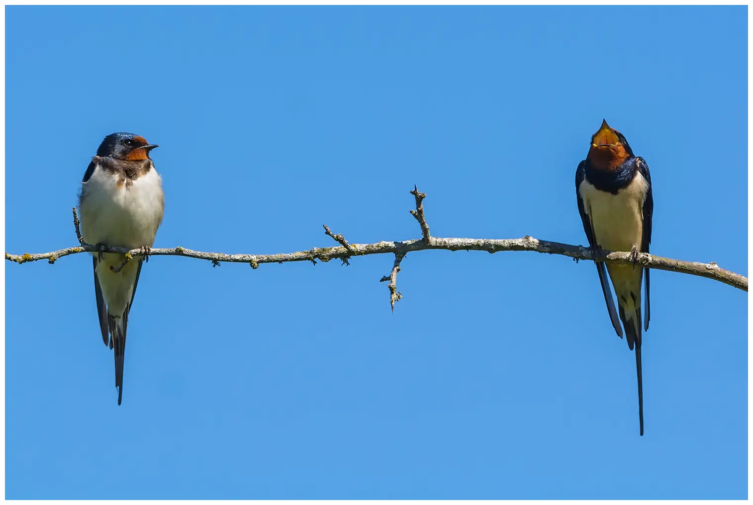 Golondrina Común