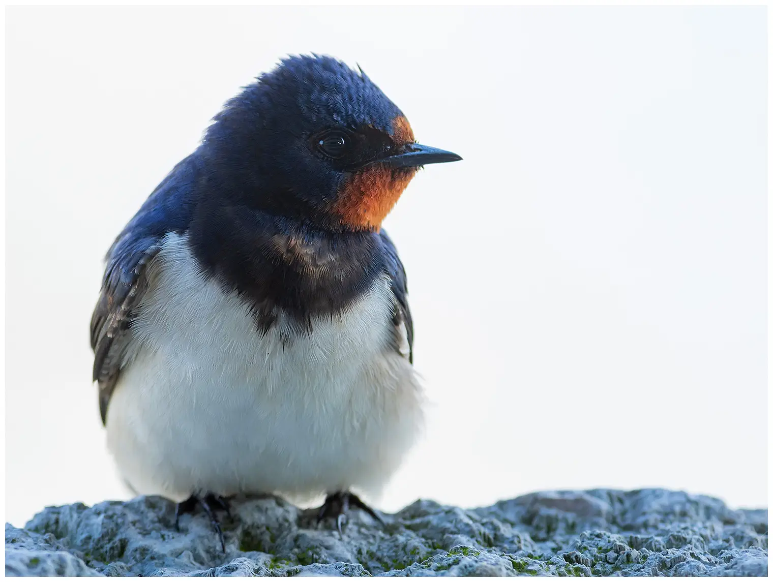 Golondrina Común