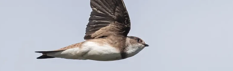 Avión Zapador. Visto aquí en vuelo. Parte superior marrón apagado y parte inferior blanca, sólo interrumpida por una banda marrón distintiva en el pecho.