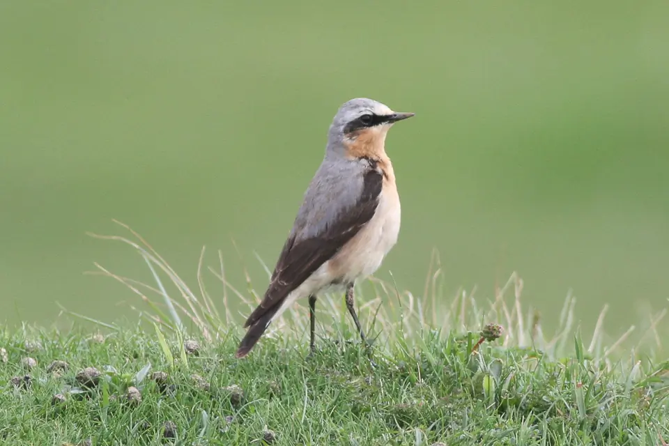 Collalba Gris. Erguido en un campo cubierto de hierba. Garganta y pecho ocres, ancha franja ocular negra, grupa y dorso grises y alas negras.