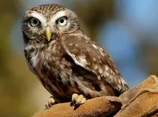 Mochuelo Europeo
