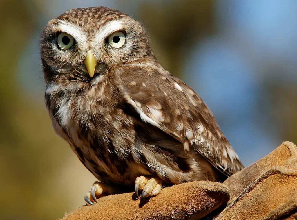 Mochuelo Europeo