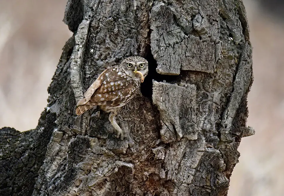 Mochuelo Europeo