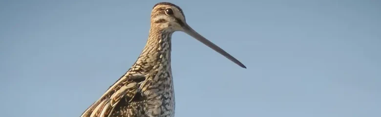 Agachadiza común