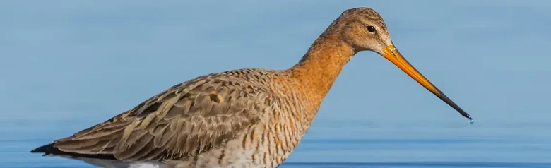 Aguja Colinegra