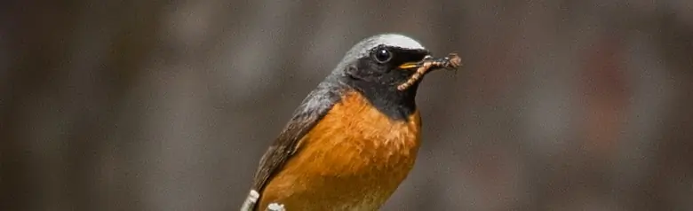 Colirrojo real. Sentado en una rama con una oruga en el pico. Casquete blanco, cabeza y cuello negros, pecho rojo anaranjado.