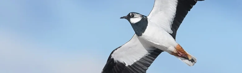 Avefría Europea