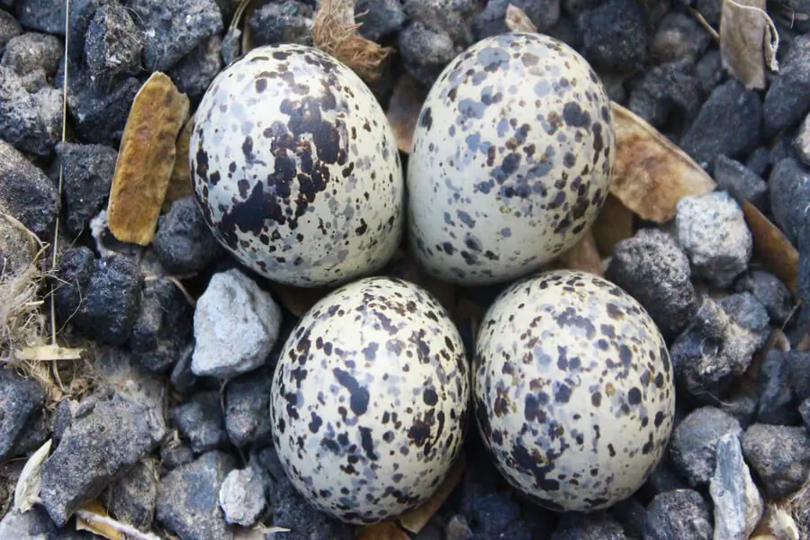 Avefría Europea