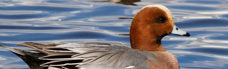 Una paloma torcaz descansa en el agua en medio de una bandada de palomas torcaces.