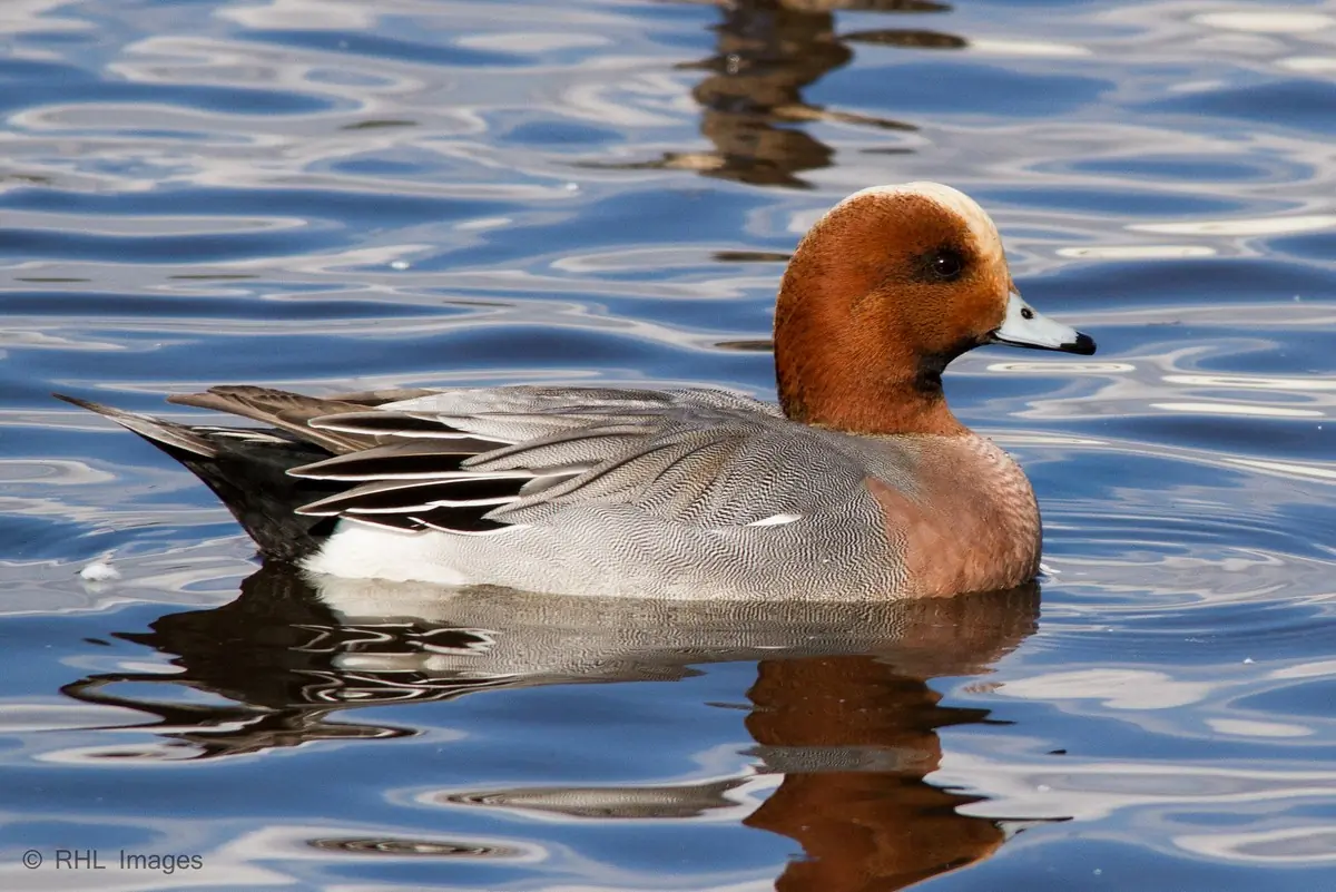 Una paloma torcaz descansa en el agua en medio de una bandada de palomas torcaces.