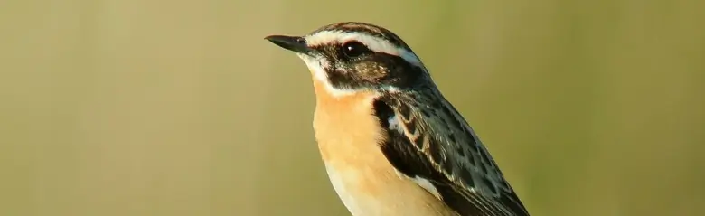 Tarabilla norteña. En la punta de una rama en posición típicamente erguida. Pecho anaranjado tenue y una franja blanca en la ceja en un rostro por lo demás predominantemente bastante oscuro.