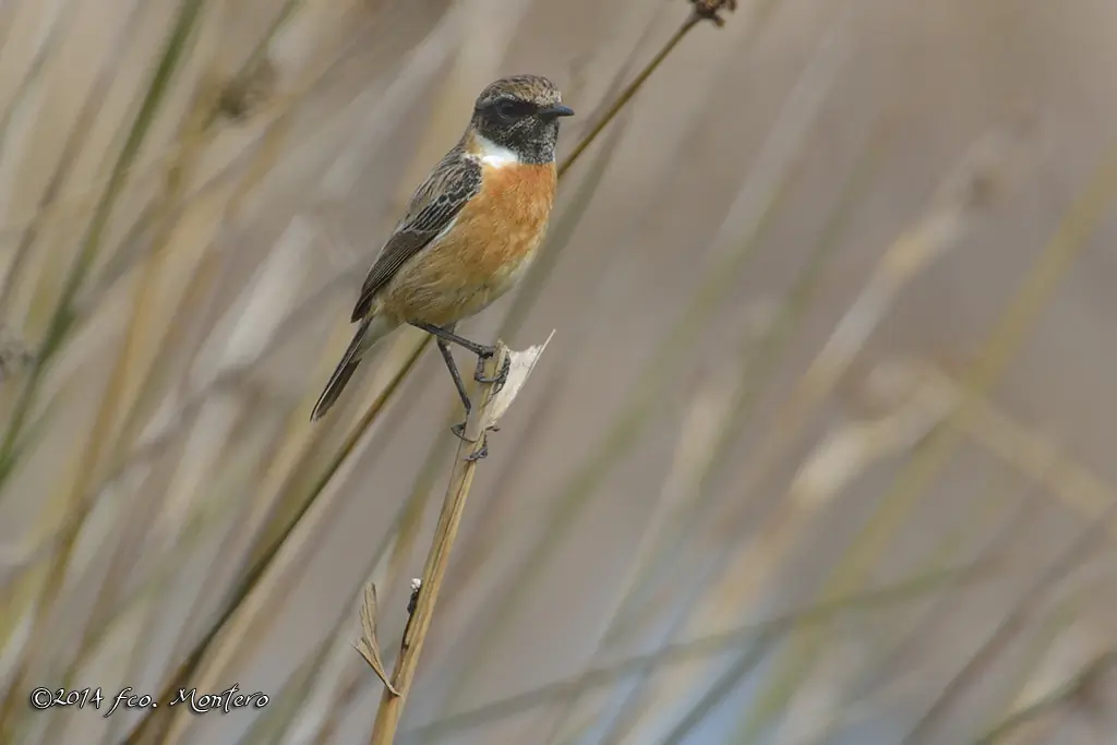 Tarabilla europea. Cabeza y garganta negras y una franja blanca claramente contrastada en el lateral del cuello.