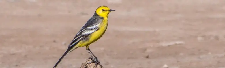 Lavandera Cetrina. Sentado sobre un montón de tierra excavada. Cabeza y parte inferior amarillas, mientras que las patas son oscuras.