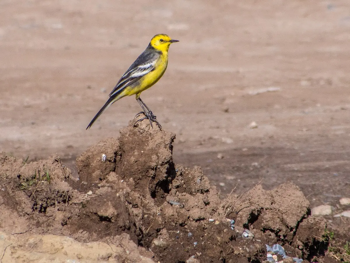 Lavandera Cetrina. Sentado sobre un montón de tierra excavada. Cabeza y parte inferior amarillas, mientras que las patas son oscuras.