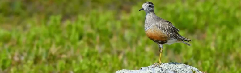Chorlito Carambolo