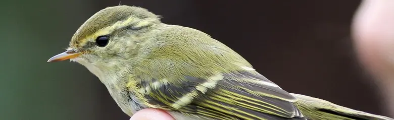 Mosquitero Bilistado. Atrapada por un timbre y sostenida entre un par de dedos. Fíjese en las dos bandas alares amarillas.