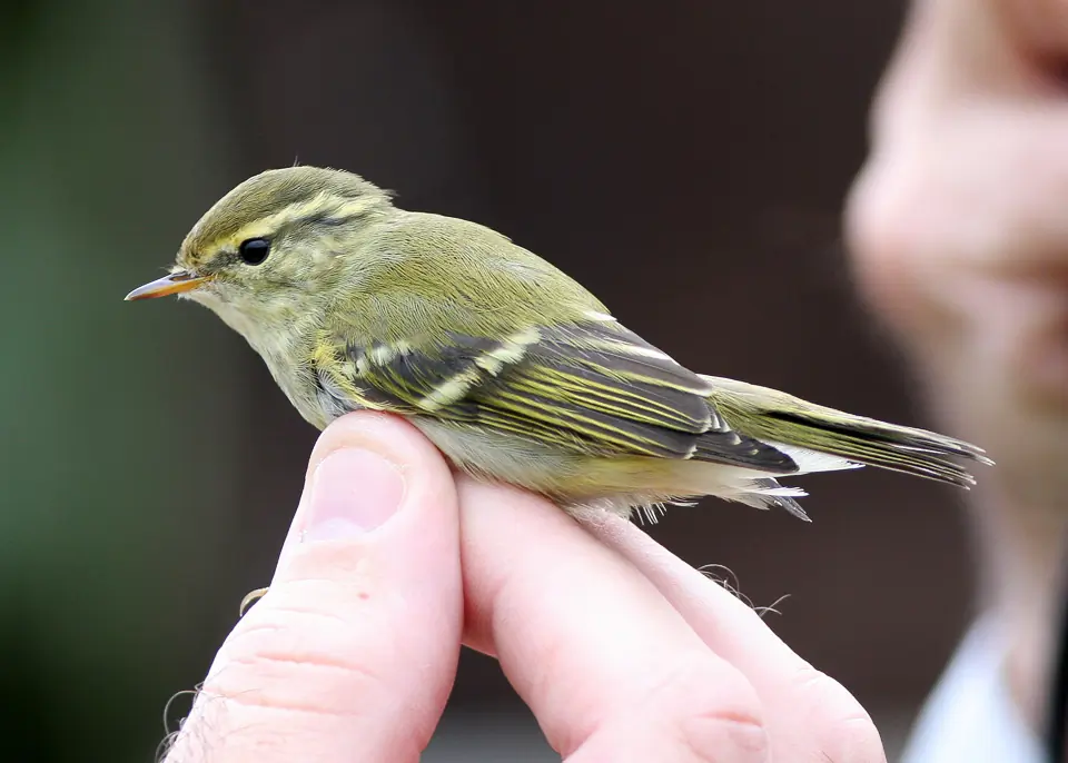 Mosquitero Bilistado. Atrapada por un timbre y sostenida entre un par de dedos. Fíjese en las dos bandas alares amarillas.