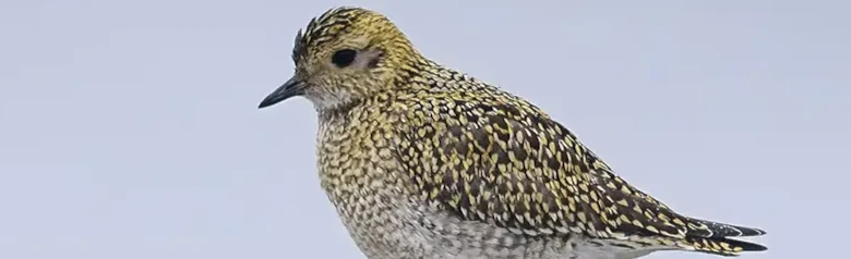 Chorlito Dorado Europeo