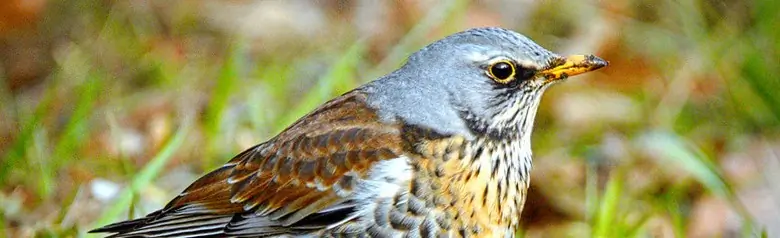 Zorzal Real. Sentado en el suelo. Cabeza gris, dorso marrón oscuro y manchas en el pecho doradas. Vientre blanco.
