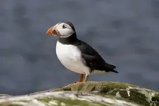 Frailecillo Atlántico