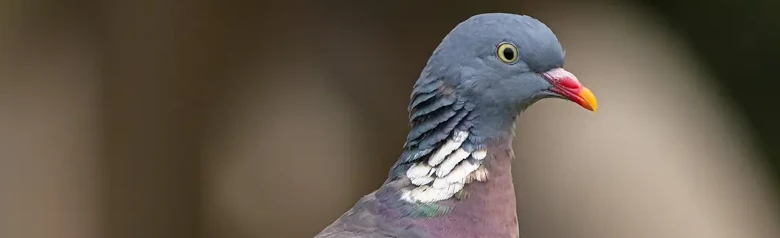 Paloma Torcaz. Visto aquí en una rama. Paloma grande de color gris azulado con marcas blancas en las alas y el cuello.