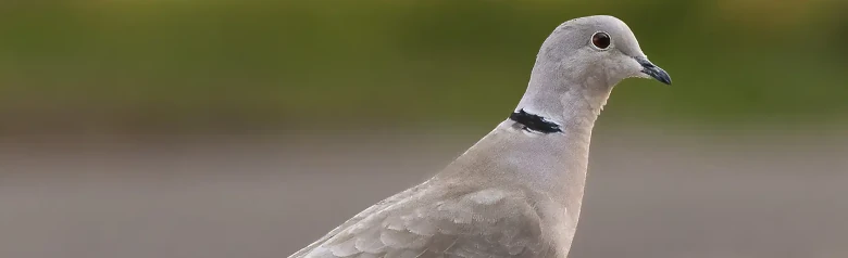 Tórtola Turca. Una paloma más pequeña, pero muy elegante. Se ve aquí posada en el suelo. Ave gris con raya negra en el cuello.