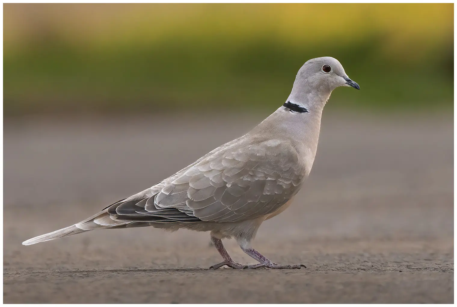 Tórtola Turca. Una paloma más pequeña, pero muy elegante. Se ve aquí posada en el suelo. Ave gris con raya negra en el cuello.