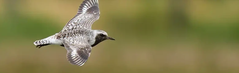 Chorlito Gris