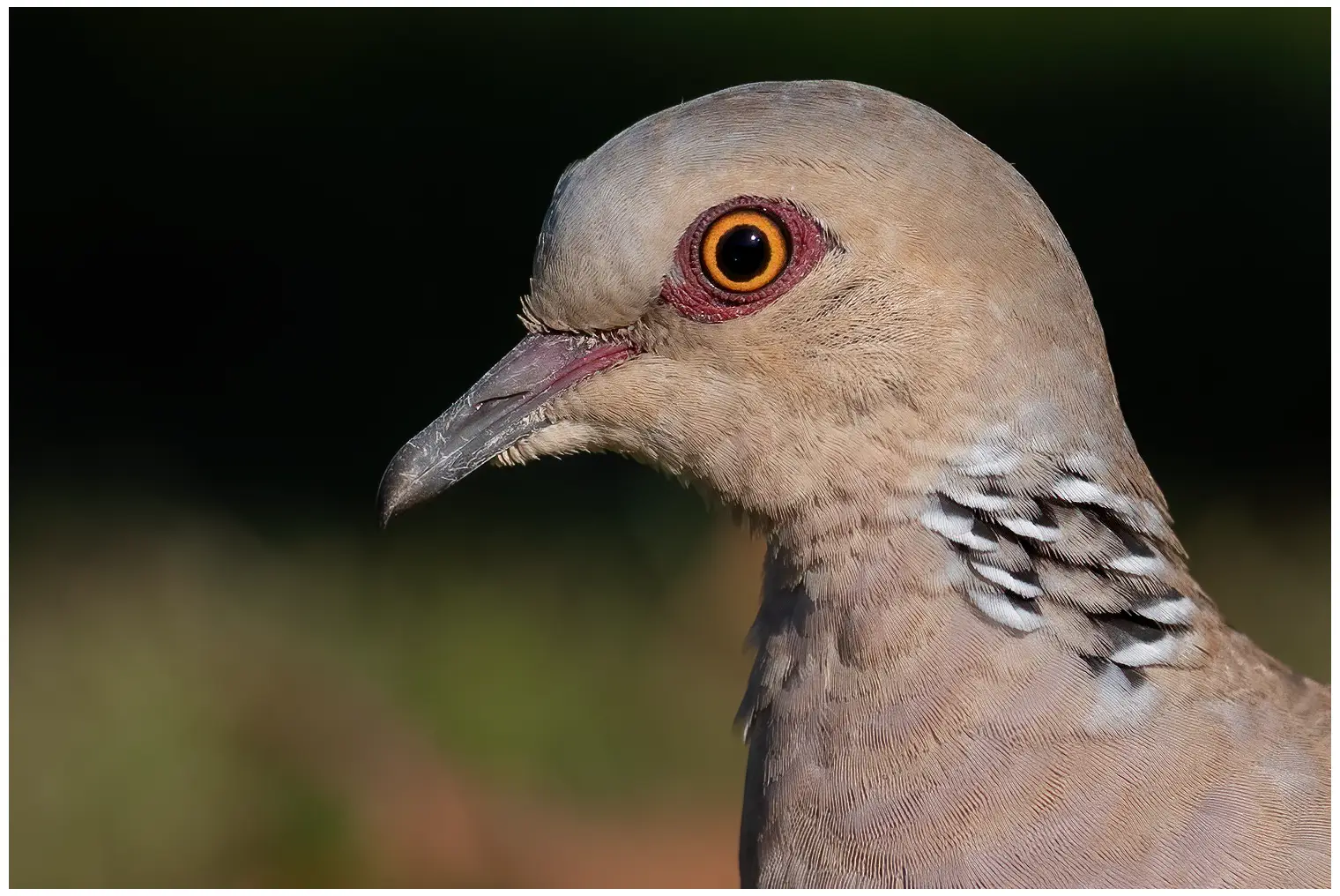 Tórtola Europea