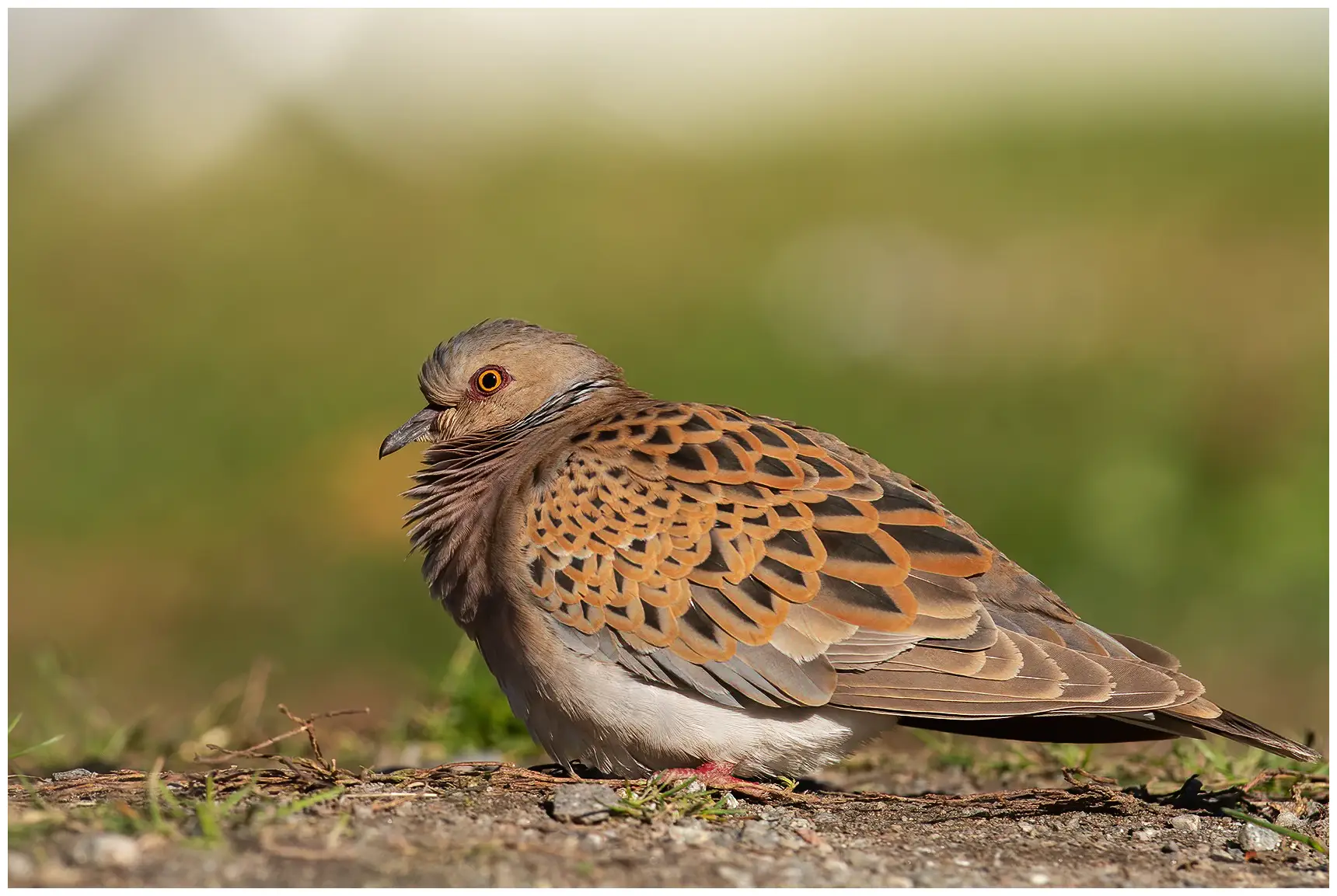Tórtola Europea