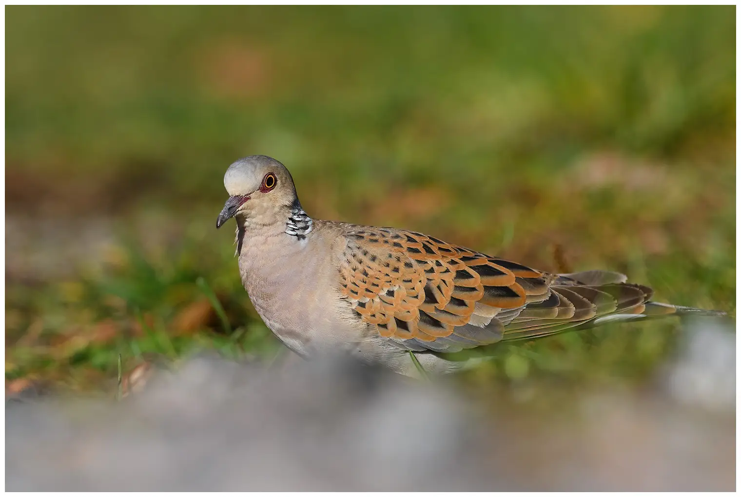 Tórtola Europea