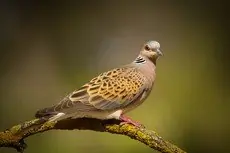 Tórtola Europea