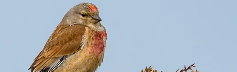 Pardillo Común. En lo alto de un arbusto espinoso. Dorso marrón rojizo y bordes blancos en las alas. Dos manchas rojas en el pecho y frente roja.