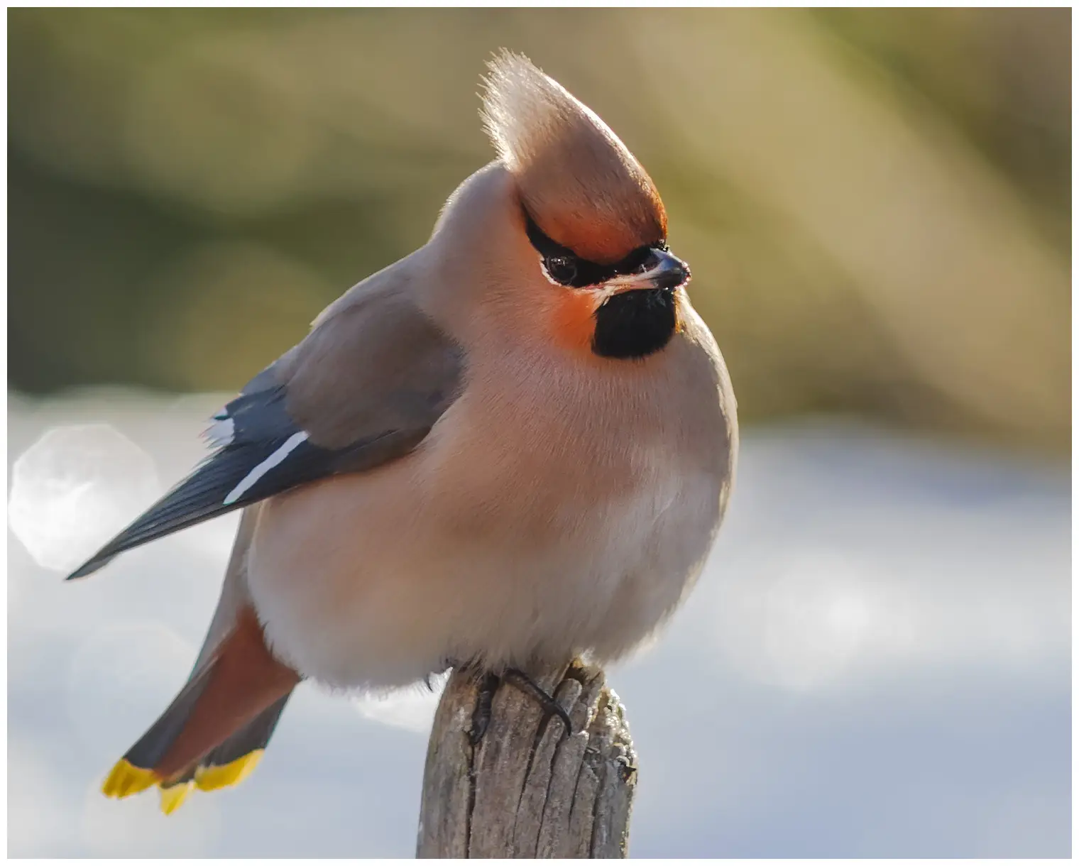 Ampelis Europeo