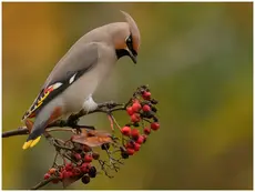 Ampelis Europeo