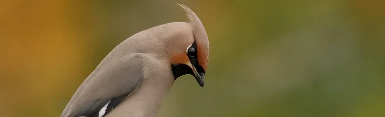 Ampelis Europeo