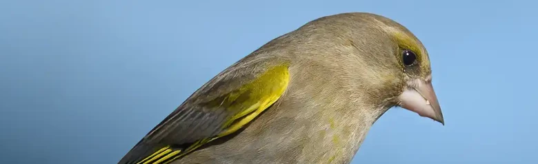 Verderón Común. Posado en una rama, el pájaro es un pinzón compacto, de color verde oliva, con un pico fuerte y una cola más bien corta.
