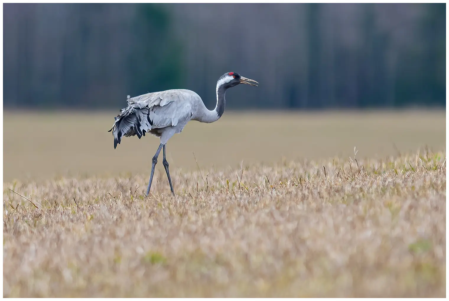 Grulla Común