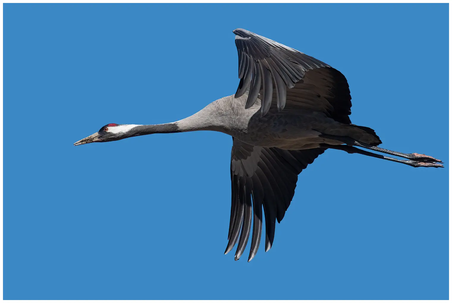 Grulla Común