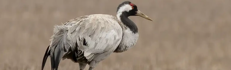 Grulla Común